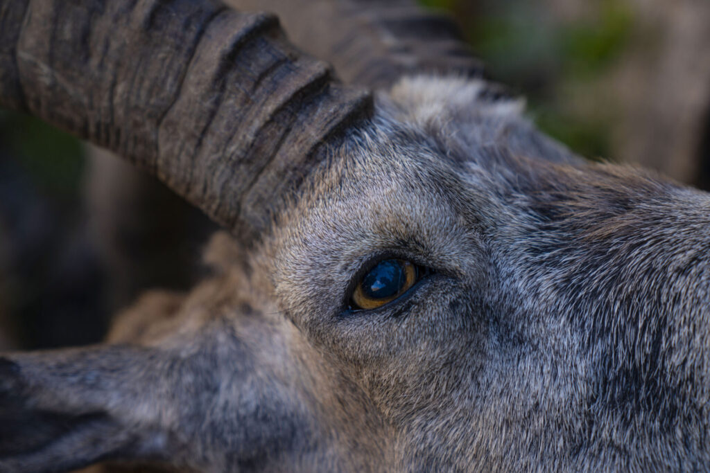 WEB_S__Gobi Ibex_Mongolia21_WildStrongholds_773