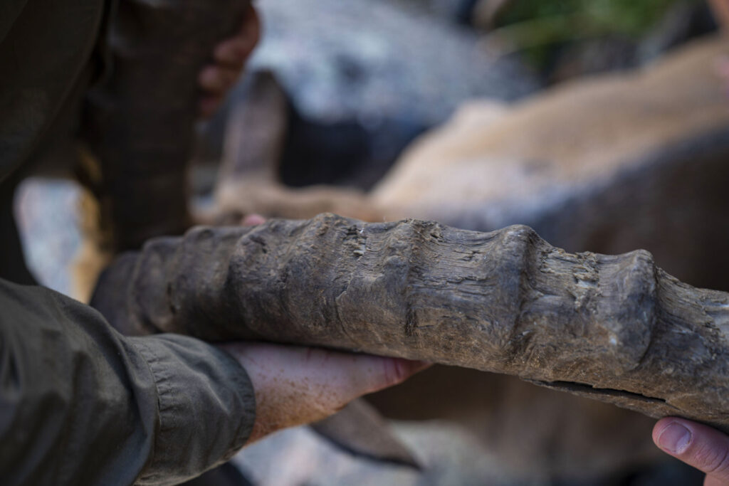 WEB_S__Gobi Ibex_Mongolia21_WildStrongholds_781