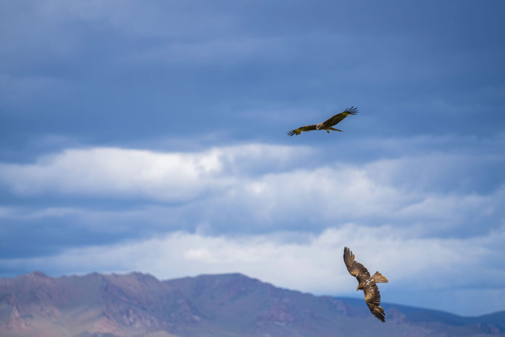WEB_S__Gobi Ibex_Mongolia21_WildStrongholds_847