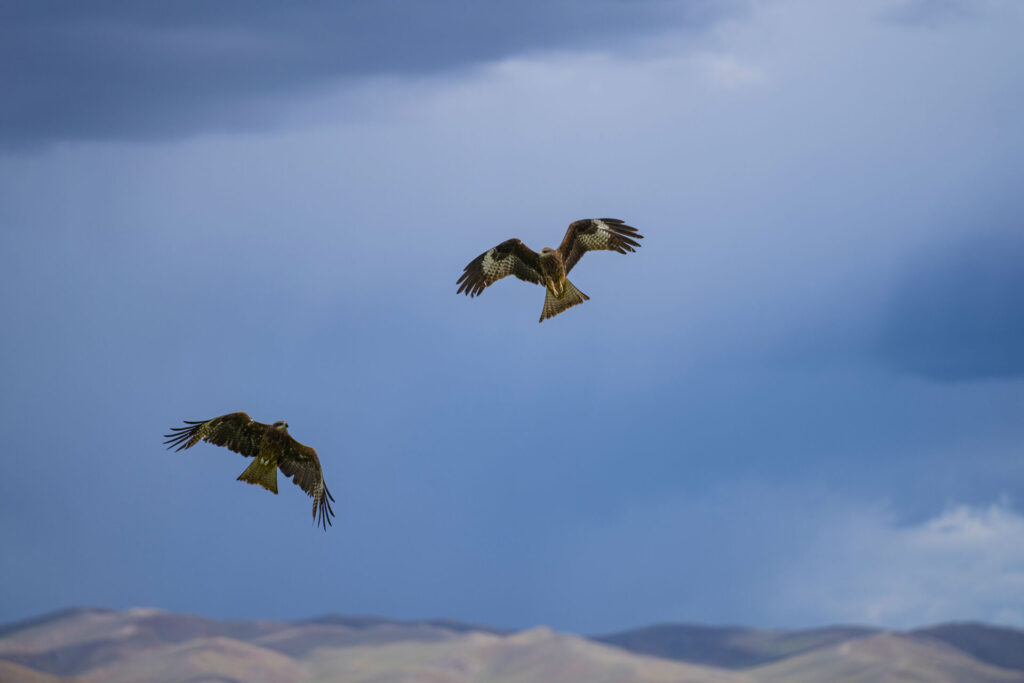 WEB_S__Gobi Ibex_Mongolia21_WildStrongholds_856