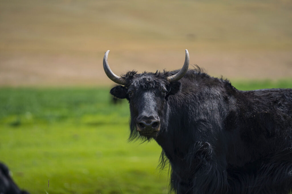WEB_S__Gobi Ibex_Mongolia21_WildStrongholds_900