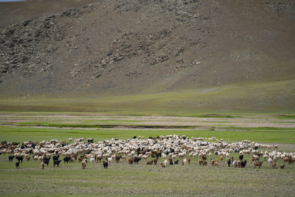 WEB_S__Gobi Ibex_Mongolia21_WildStrongholds_924