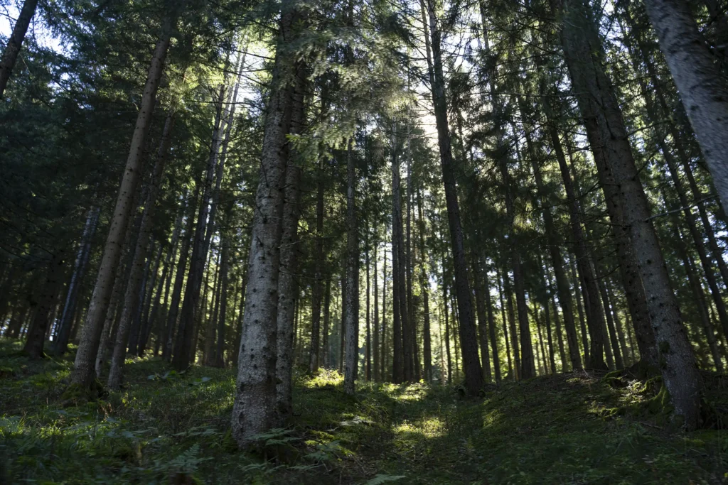 Austria_WildStrongholds_114