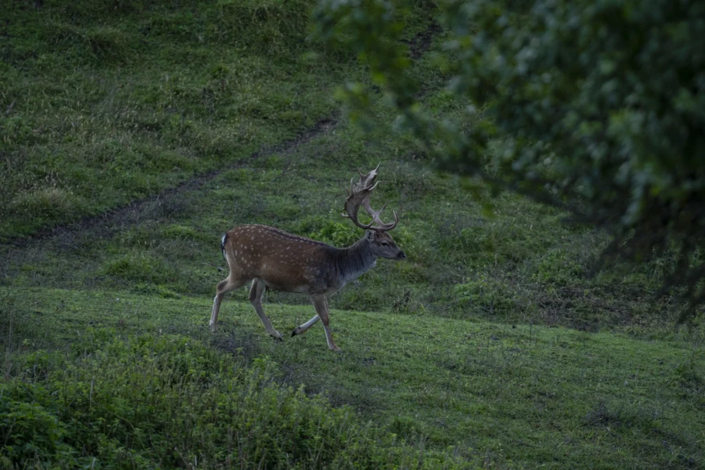 Austria_WildStrongholds_25